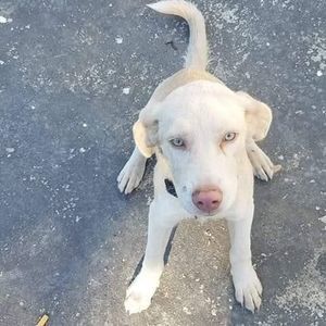 Meet your Posher, Drake